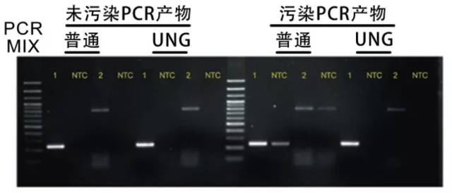 大象视颇dxvv55xyz