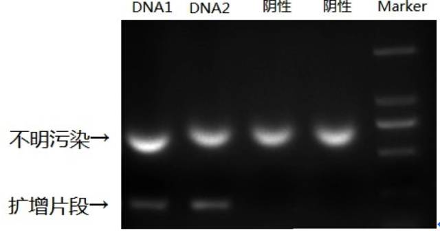 大象视颇dxvv55xyz